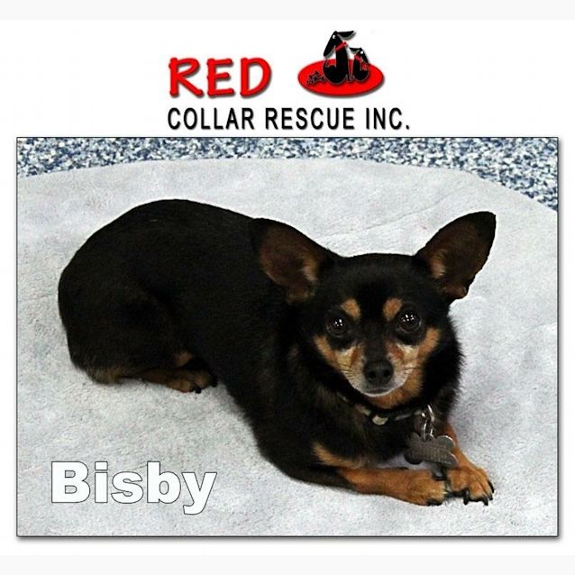 Photo of Bisby (Adoption Pending)