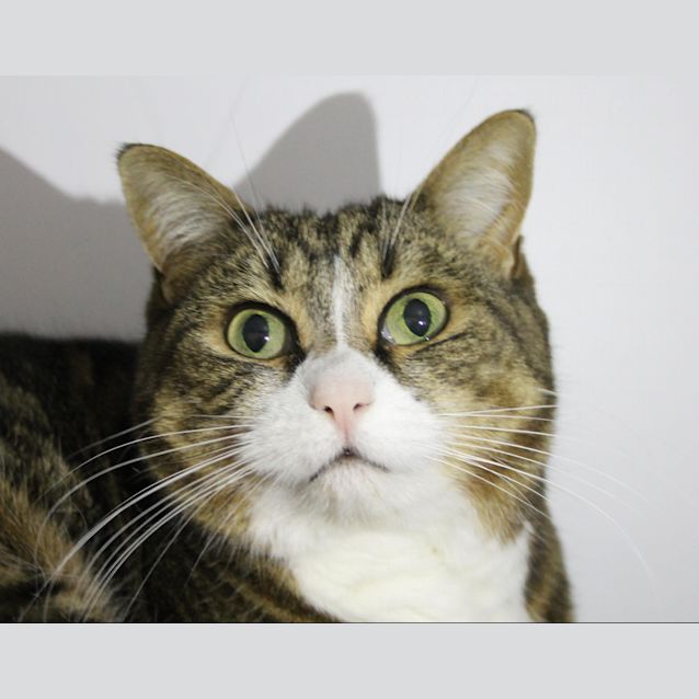 Photo of Pebbles