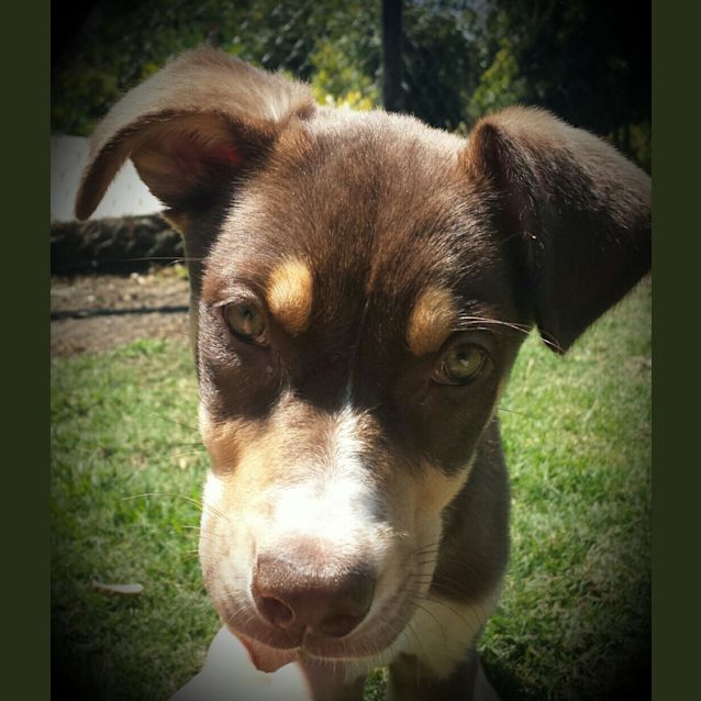Photo of Brandy