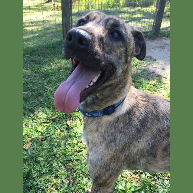 Photo of Sally (Adopted 22/12/15)