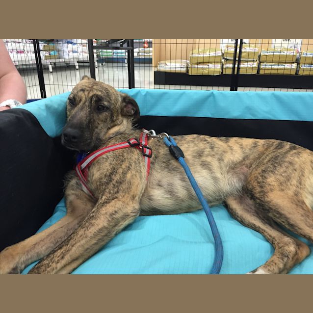 Photo of Sally (Adopted 22/12/15)