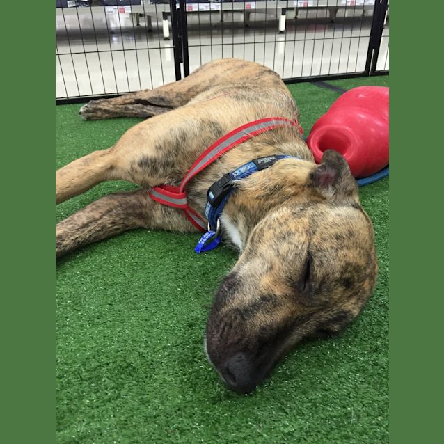 Photo of Sally (Adopted 22/12/15)