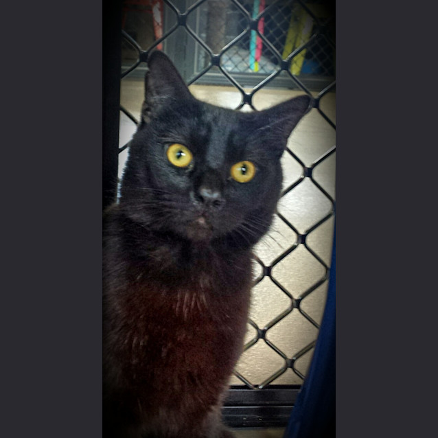 Photo of Thor