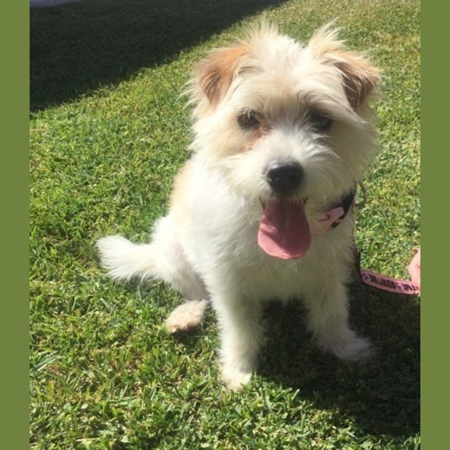 Photo of Myla *On Trial In Her New Home*