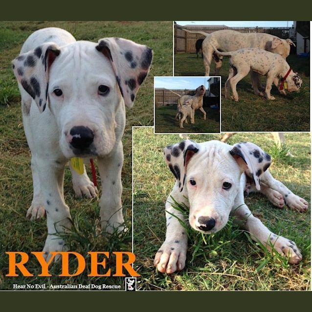 Photo of Ryder *Price Reduced