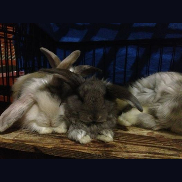 Photo of Angora Giants. Expressions Of Intrest