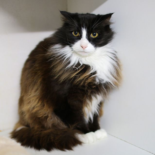 Photo of Rocky
