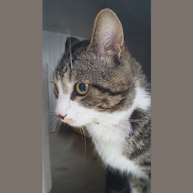 Photo of Shensi  **Video Attached**