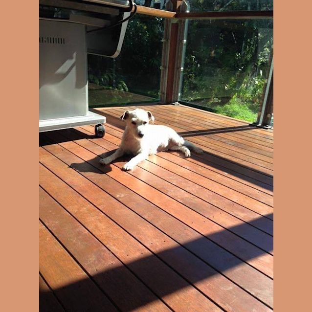 Photo of Pippa (Special Needs)