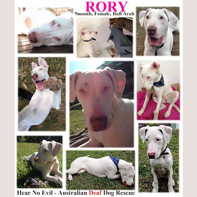 Photo of Rory