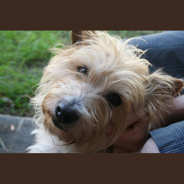 Photo of Rex