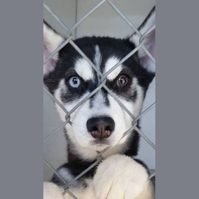 Photo of Blaze