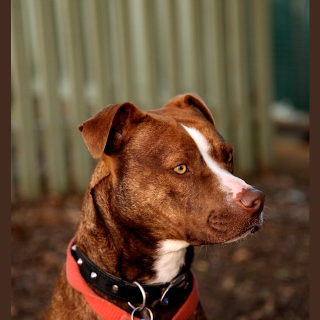 Photo of Biscuit