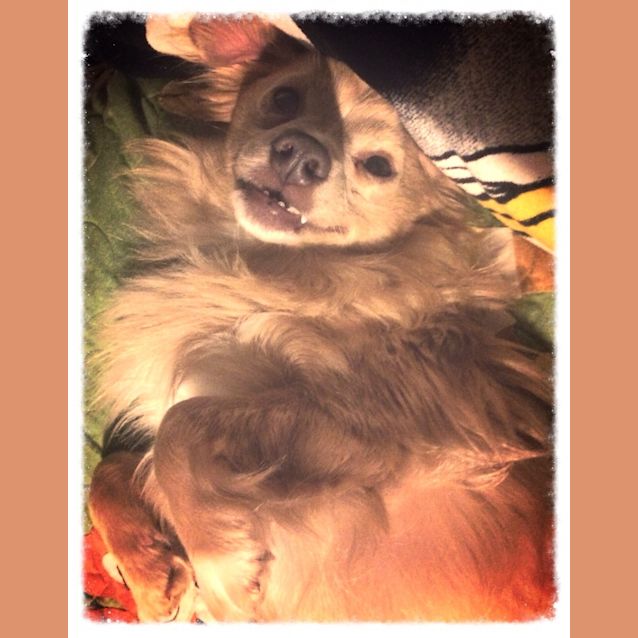 Photo of Louie 