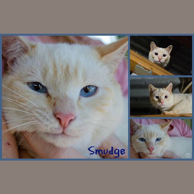 Photo of Smudge