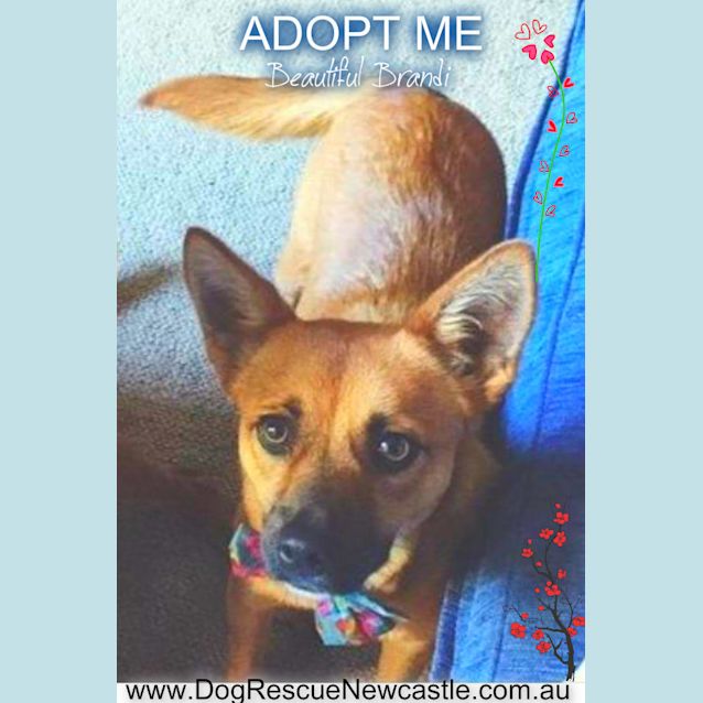 Photo of Beautiful Brandi ~ Fox Terrier X (Trial 14/10/15)