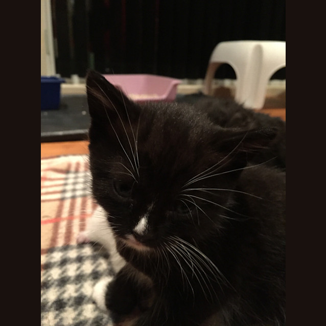 Photo of Tizzy
