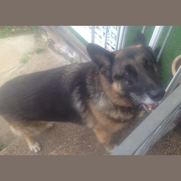 Photo of Molly  On Hold Pending Adoption