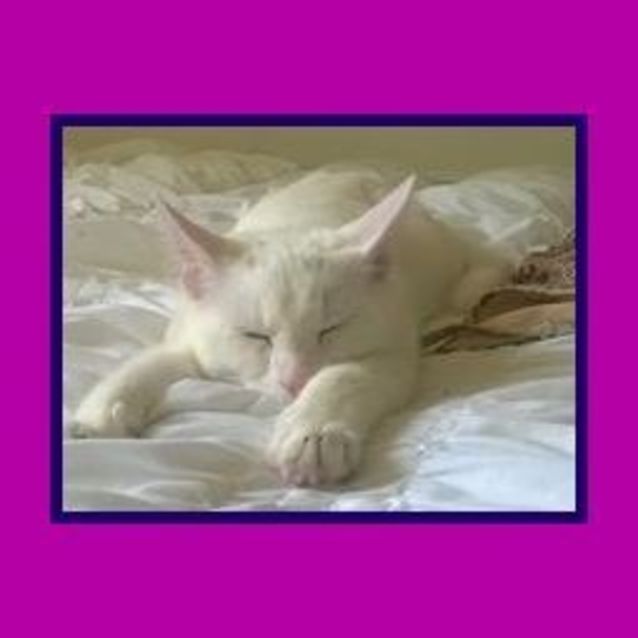 Photo of "Pixel"   Purrfect Match