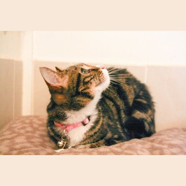 Photo of Sweets (C745) *Adopted*