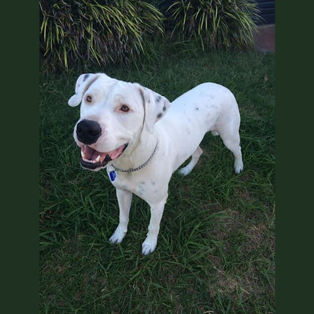 Photo of Brutus ~ Great Dane X Bull Mastiff (On Trial 5/3)