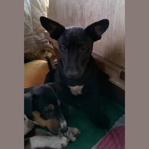 Photo of Romeo