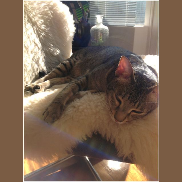 Photo of Monkey (Brunswick East) **$50 Adoption** 