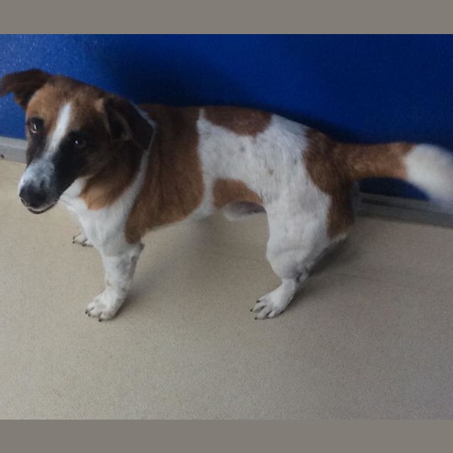 Photo of Bandit
