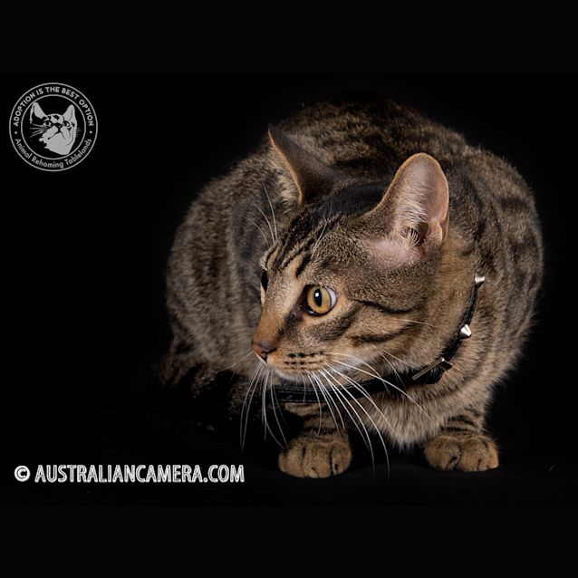 Photo of Rusty