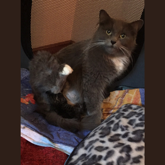 Photo of Willow Reduced To $80