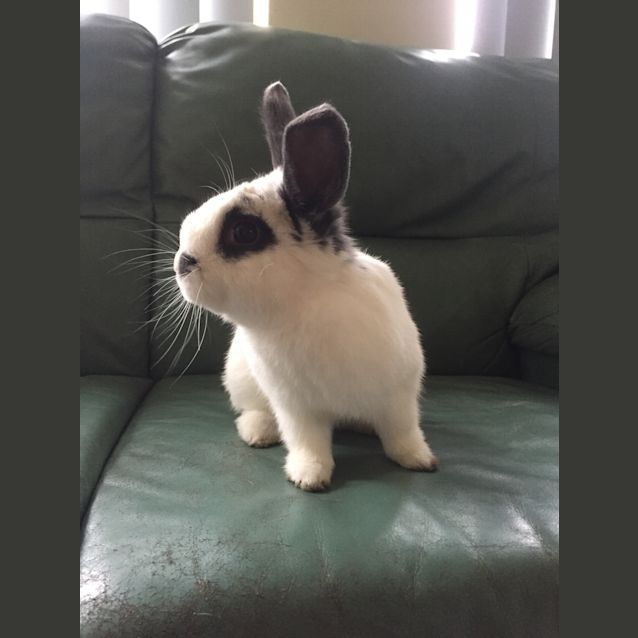 Photo of Rigby The Rabbit 