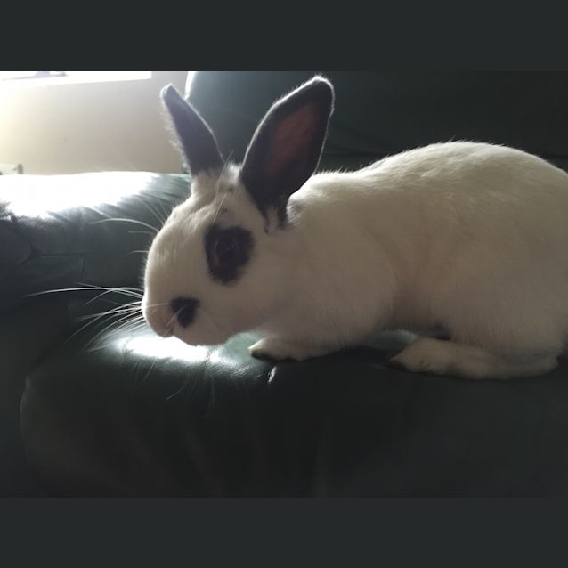 Photo of Rigby The Rabbit 