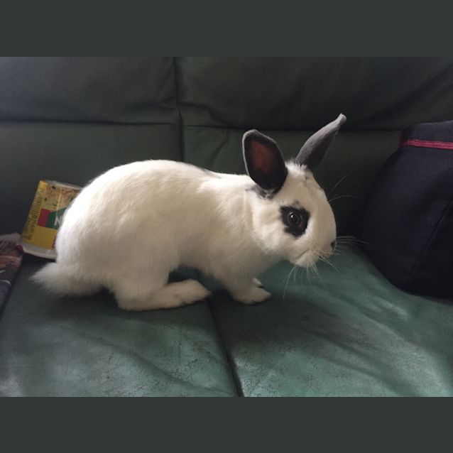 Photo of Rigby The Rabbit 