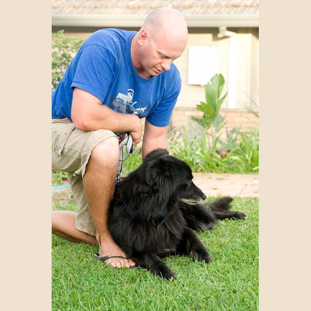 Photo of Murphy ~ Collie X ~ Senior (Trial 26/10/15)