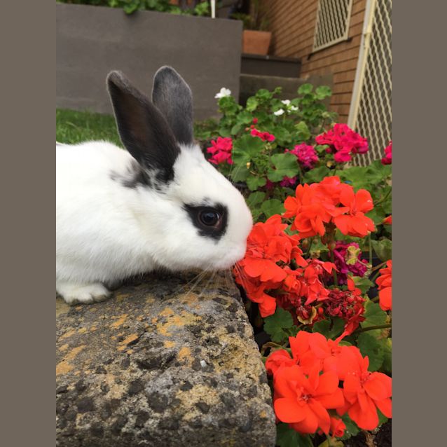 Photo of Rigby The Rabbit 