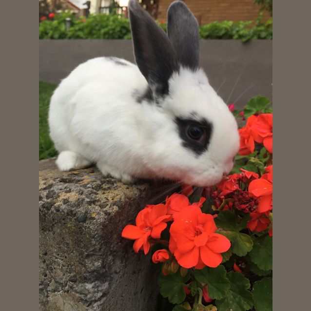 Photo of Rigby The Rabbit 