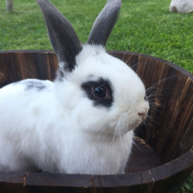 Photo of Rigby The Rabbit 