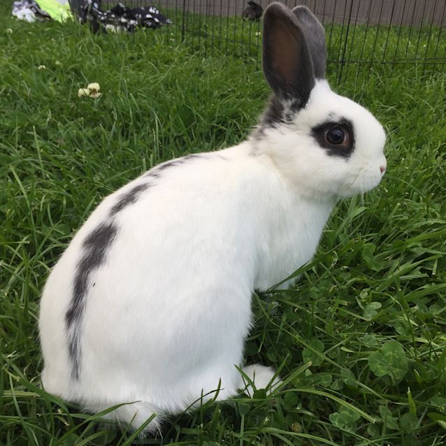 Photo of Rigby The Rabbit 