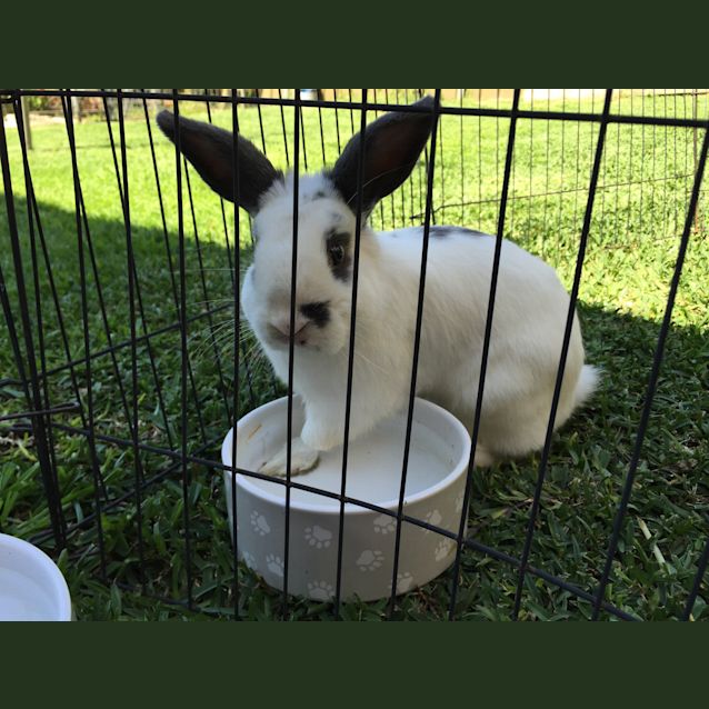 Photo of Rigby The Rabbit 