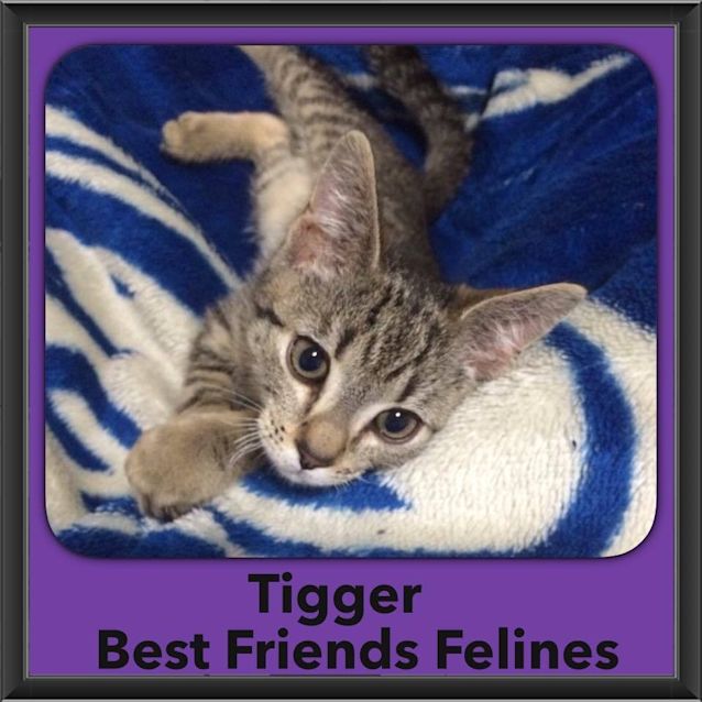 Photo of Tigger 