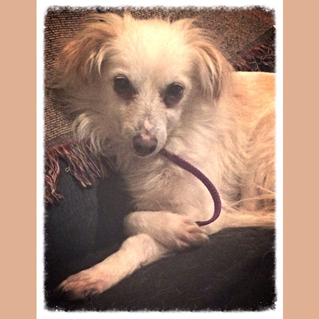 Photo of Snowy 