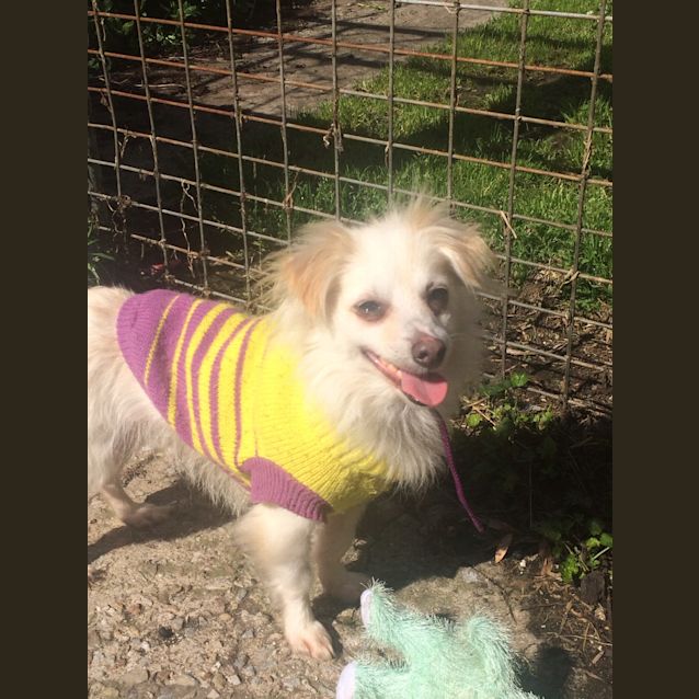 Photo of Snowy 