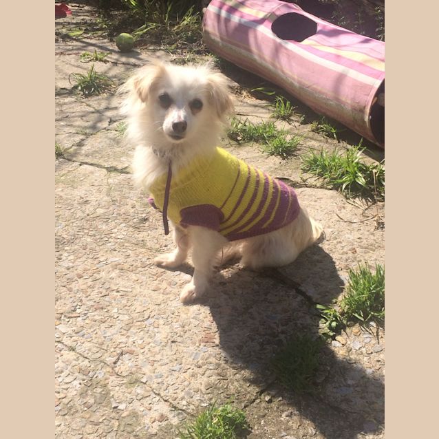 Photo of Snowy 