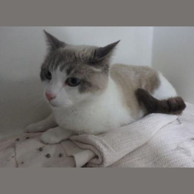 Photo of Kimba