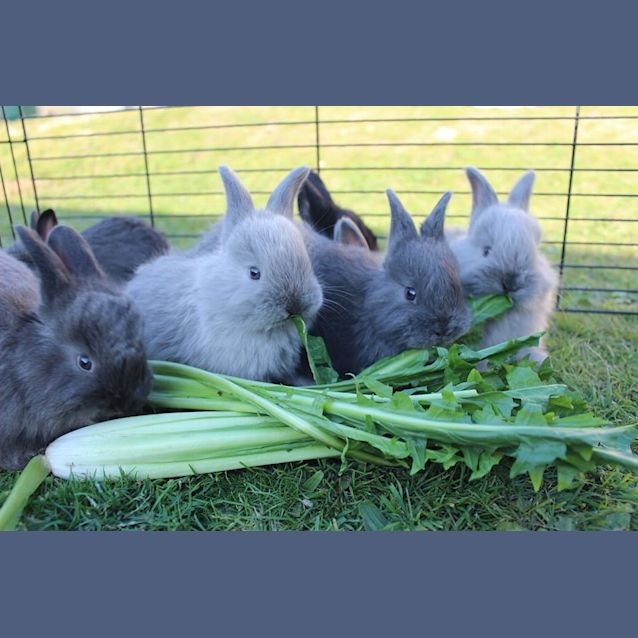 Photo of Angora. Male And Female 