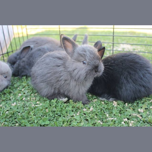 Photo of Angora. Male And Female 