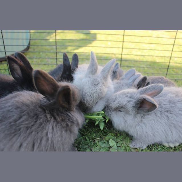 Photo of Angora. Male And Female 