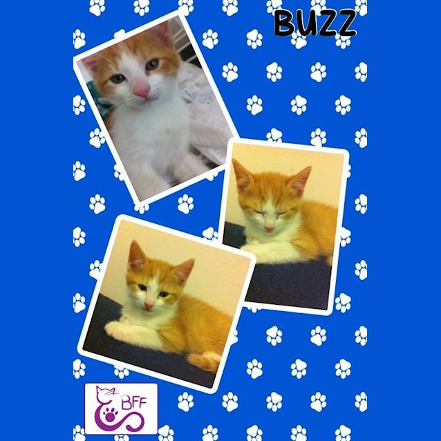Photo of Buzz