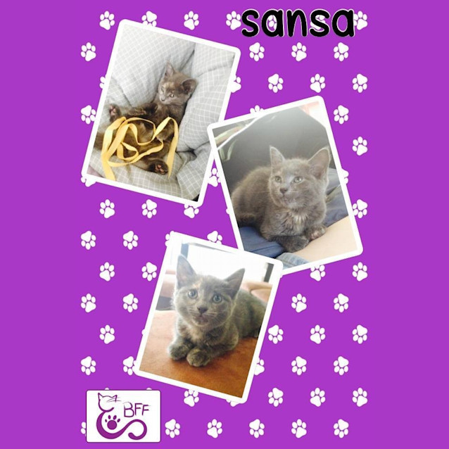 Photo of Sansa