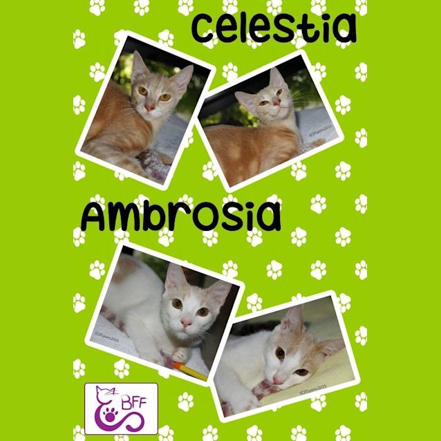Photo of Ambrosia And Celestia 